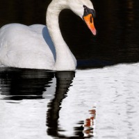 The Yin Yang Swan (poem)